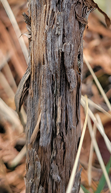 bark